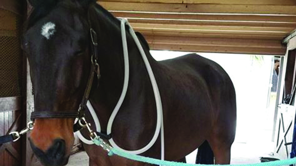 Equnie-wavewings-horses-happy-magnawave
