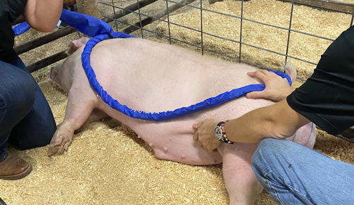 swine magnawave