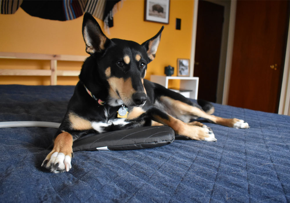 magnawave-graypetmat-dog