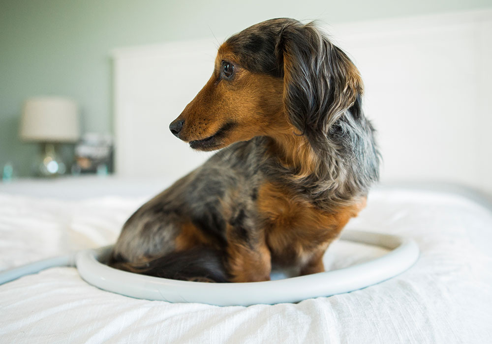mw-largeloop-dachshund